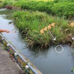 用水路の草が『ガサガサ』動くから、釣りエサを投げ入れてみたら…