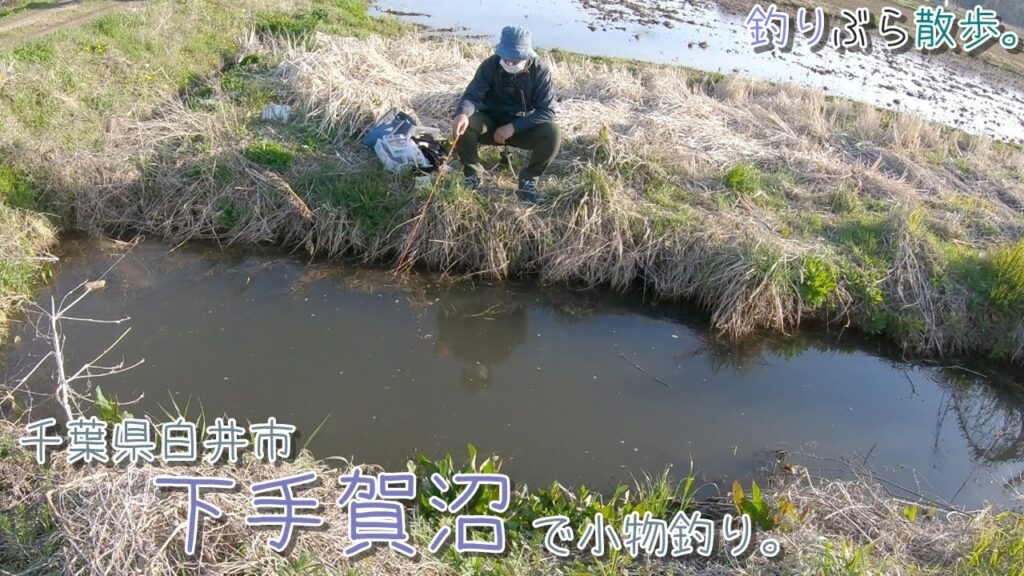 【小物釣り】桜満開 千葉県白井市 春の下手賀沼の水路で小物釣り。【淡水】