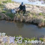 【小物釣り】桜満開 千葉県白井市 春の下手賀沼の水路で小物釣り。【淡水】