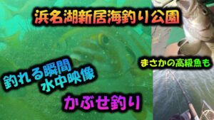 【浜名湖 釣り】新居海釣り公園 かぶせ釣り 水中カメラで釣れる瞬間を激撮！まさかの高級魚も！