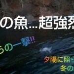 北海道 渓流釣り 豊平川 冬の夕暮れに現れた虹色の猛者‼️ この巨大な野生の塊…強烈‼️