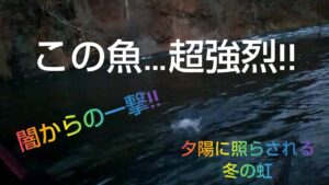 北海道 渓流釣り 豊平川 冬の夕暮れに現れた虹色の猛者‼️ この巨大な野生の塊…強烈‼️