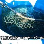 大型ロックと頂鱒を毎日放流しています！【あいづフィッシングエリア・エリアトラウト・管理釣り場】