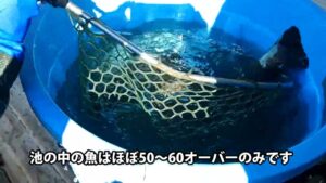 大型ロックと頂鱒を毎日放流しています！【あいづフィッシングエリア・エリアトラウト・管理釣り場】