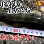 【鯵まるチャンネル】鶴見川夜釣り落ちハゼ釣り‼️ ちょっと変わったハゼのお刺身の食べ方紹介‼️