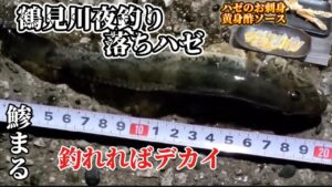 【鯵まるチャンネル】鶴見川夜釣り落ちハゼ釣り‼️ ちょっと変わったハゼのお刺身の食べ方紹介‼️