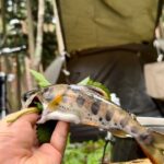 原付バイクで渓流釣りキャンプ【おろキャン△】