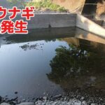 干上がりそうな小川に天然のウナギ大量発生
