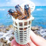 セミを海に投げると、大型魚が釣れまくる