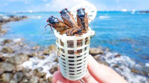 セミを海に投げると、大型魚が釣れまくる