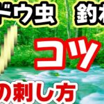 初心者必見！　渓流釣り　【ブドウ虫の付け方】つりうぇいぶ！