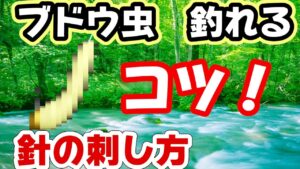 初心者必見! 渓流釣り 【ブドウ虫の付け方】つりうぇいぶ!