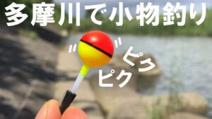 【小物釣り】夏の多摩川で魚釣り 沈む玉ウキが面白い