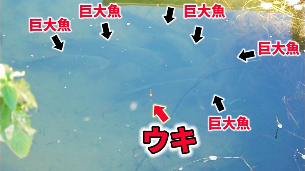 近所の用水路で釣りしたらウキの周りが巨大魚だらけに！
