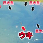 近所の用水路で釣りしたらウキの周りが巨大魚だらけに！