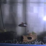 化学繊維を使ったフライが管理釣り場で釣れるわけ