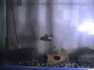 化学繊維を使ったフライが管理釣り場で釣れるわけ