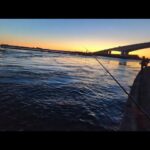 青物狙いの１週間（本日金曜日）早朝７時頃ボコボコ状態でした🐟始まってます【浜名湖釣り】🎣