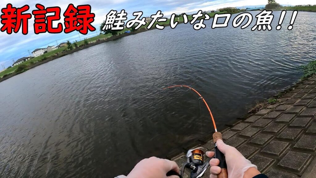 新記録！！口が鮭みたいな魚釣る！！