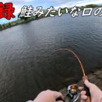 新記録！！口が鮭みたいな魚釣る！！