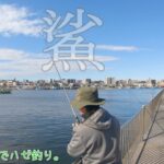 今年の落ちハゼはどうでしょう？ 鶴見川と海老取川でハゼ調査～♪  大田区 羽田で小物釣り。
