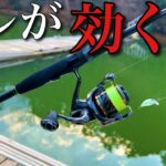 マッディポンドで効くルアーを使ったら爆釣だった【エリアトラウト　管理釣り場　嵐山フィッシングエリア】