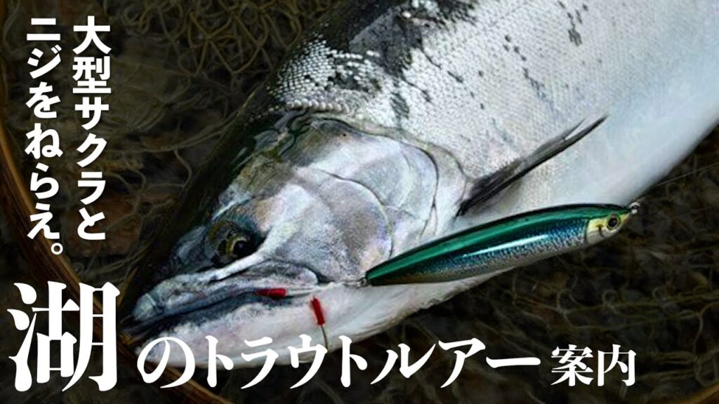 【トラウトルアー】大型サクラとニジをねらえ！洞爺湖のルアーフィッシング