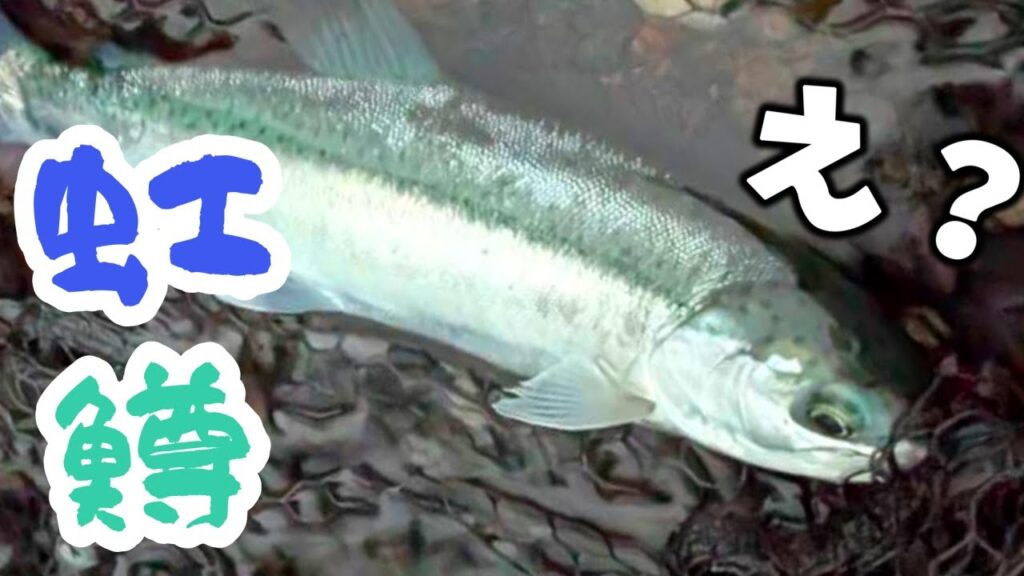 最初に奇跡起きるんで見てください【支笏湖】