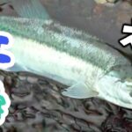 最初に奇跡起きるんで見てください【支笏湖】