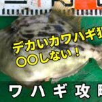 大型カワハギ釣りの攻略法！それは〇〇しない