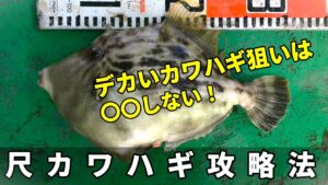 大型カワハギ釣りの攻略法!それは〇〇しない