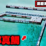 高級魚・明石のブランド真鯛が真冬に大量発生中・須磨海づり公園で入れ食い状態に。確実に仕留める遠投カゴ釣りの極意。誰でも100％釣れるテクニックを徹底解説。