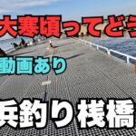 豊浜釣り桟橋　1月の大寒頃ってどうよ！ファミリー初心者向け情報　2025.1.19