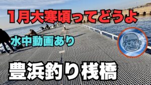 豊浜釣り桟橋 1月の大寒頃ってどうよ!ファミリー初心者向け情報 2025.1.19