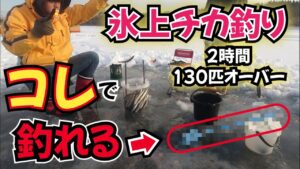 【北海道】【氷上釣り】2時間で130匹オーバー氷上チカ釣り