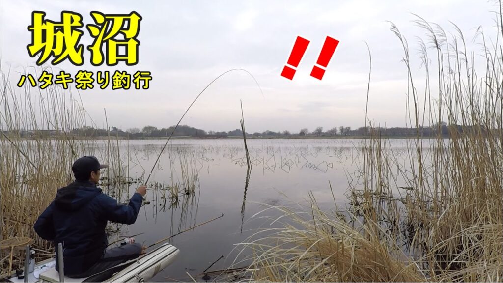 【城沼】人生2回目のハタキ祭り釣行。群馬県館林市。へらぶな釣り。