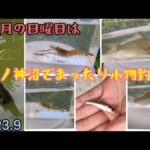 わたグルでまったり小物釣り【蓮田市山ノ神沼】2023.9small fish fishing/woman fishing