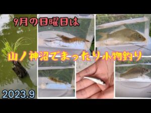 わたグルでまったり小物釣り【蓮田市山ノ神沼】2023.9small fish fishing/woman fishing
