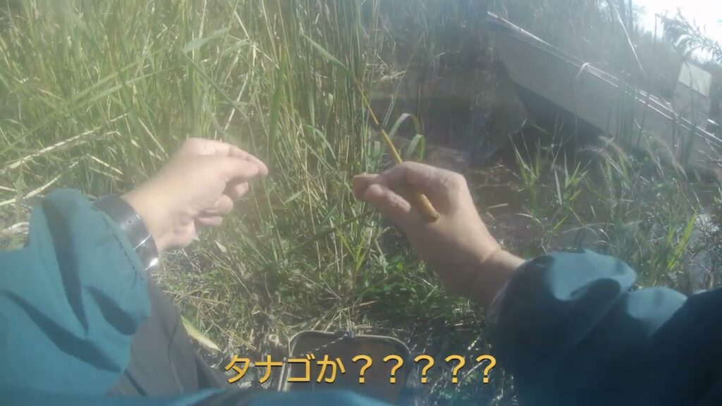 印旛沼の片隅でタナゴ（小物）釣り2024 11 9