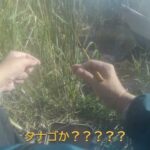 印旛沼の片隅でタナゴ（小物）釣り2024 11 9