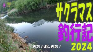 【川のサクラマス釣り】2024年サクラマス釣行記