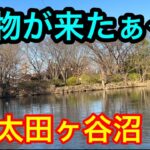 大物が来たぁ〜【太田ヶ谷沼】2024.3.29