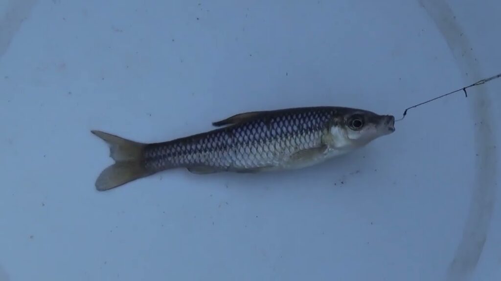 【小物釣り】草木に覆われた緩い流れの川で小物釣り エサ：グルテン１(ワン) 2024年12月下旬