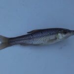 【小物釣り】草木に覆われた緩い流れの川で小物釣り エサ：グルテン１(ワン) 2024年12月下旬