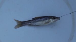 【小物釣り】草木に覆われた緩い流れの川で小物釣り エサ:グルテン1(ワン) 2024年12月下旬