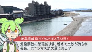 【岐阜県岐阜市】漁協開設の管理釣り場、増水で土砂がながされ長良川にニジマスが大量に流出？（2024年2月23日）