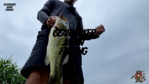 【多々良沼】 バス釣り 2024年7月中旬  ジグガエル・ギミー