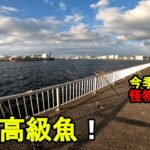 【千葉県某所】真冬の東京湾奥で幻の高級魚が！？海釣りオフシーズン期間の厳寒期に、関東地方の東京湾北部辺りの地域にある釣り場で、とあるターゲットを狙って数日間釣りしてみたら…！【2025年上旬〜中旬】