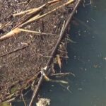 【タナゴ釣り 小物釣り】下手賀沼周辺のホソの排水口前で小物釣り 2025年1月上旬