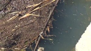 【タナゴ釣り 小物釣り】下手賀沼周辺のホソの排水口前で小物釣り 2025年1月上旬